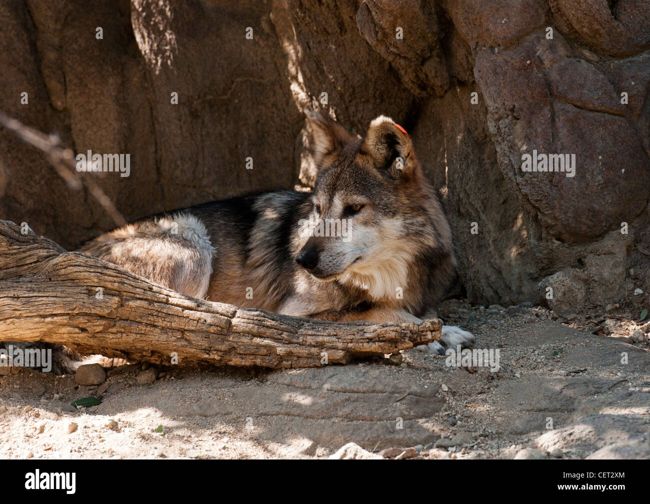 Lupo messicano (Canis lupus baileyi) in cattività a Palm Desert Living zoo in Palm Desert in California. Foto Stock