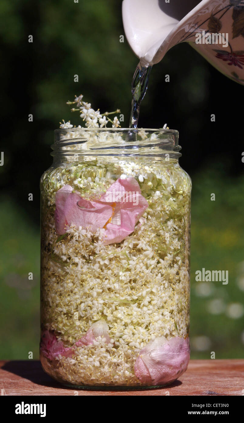Versando acqua dalla caraffa in ceramica in un chiaro il vasetto di vetro riempito Elderflowers e rose usedHedgerow medicina, Wymondham, Norfolk Foto Stock