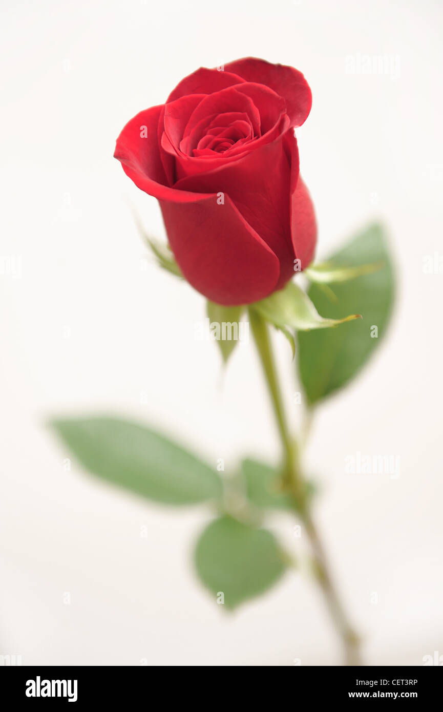 Ancora un immagine di vita di una rosa rossa con stelo e lascia al di fuori  della messa a fuoco e petali di colore rosso nel fuoco Foto stock - Alamy