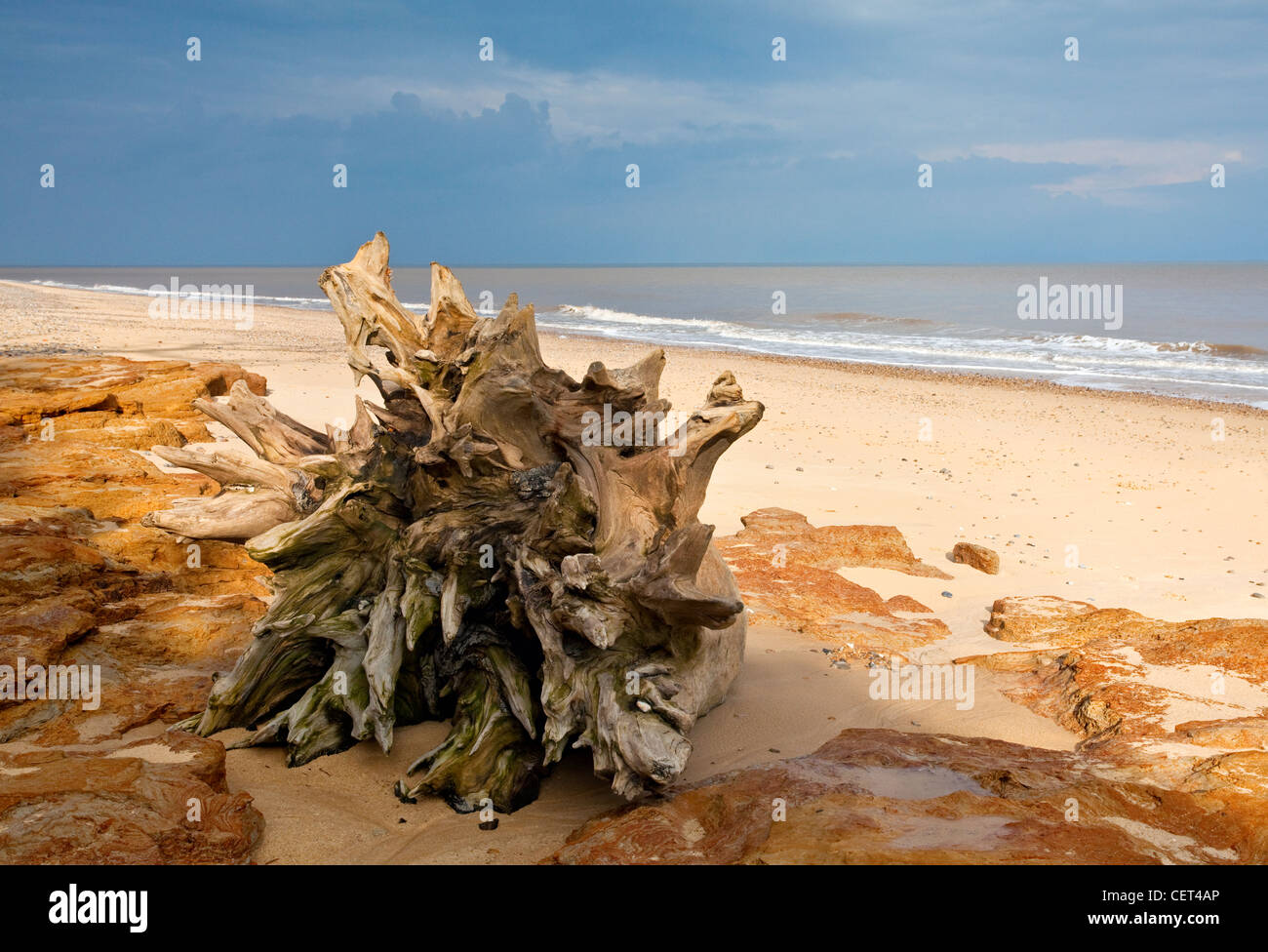 I resti di un ceppo di albero sulla spiaggia di Covehithe sulla costa di Suffolk. Foto Stock