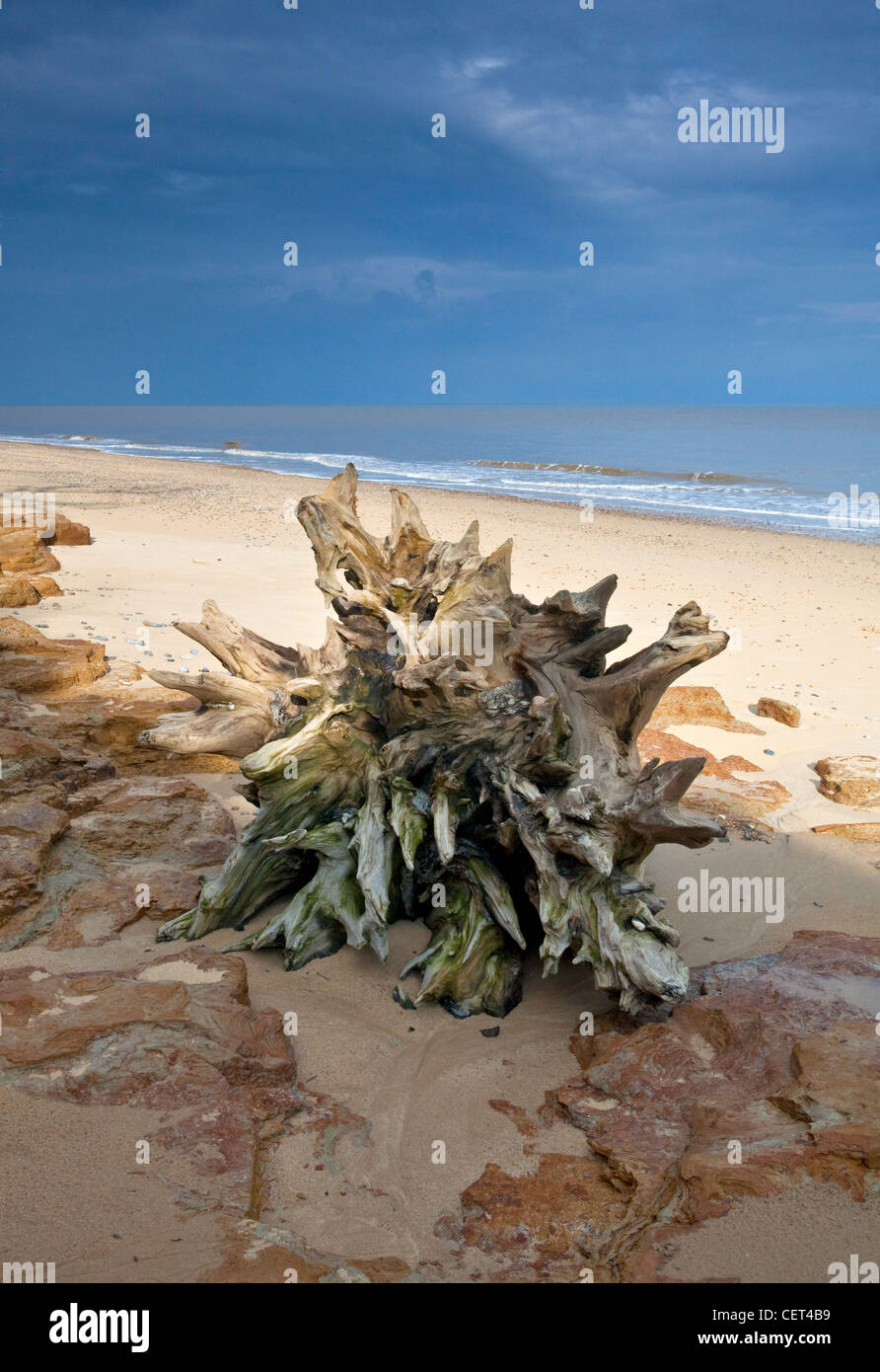 I resti di un ceppo di albero sulla spiaggia di Covehithe sulla costa di Suffolk. Foto Stock