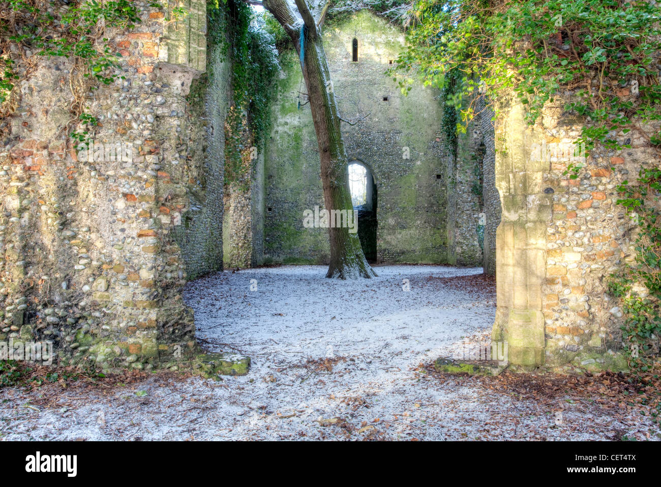 La neve che ricopre il terreno attorno a una grande quercia crescente nella navata del rudere della chiesa di St Mary i motivi di Burnley H Foto Stock