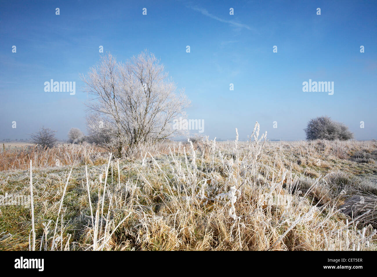 Congelati Marsh atterrare vicino a St Benets Abbey su Norfolk Broads dopo un inverno di brina. Foto Stock