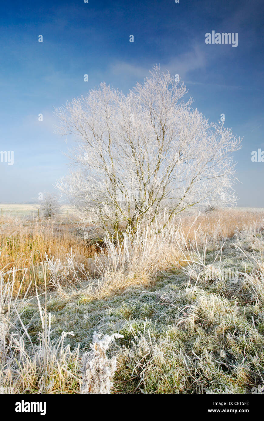 Congelati Marsh atterrare vicino a St Benets Abbey su Norfolk Broads dopo un inverno di brina. Foto Stock