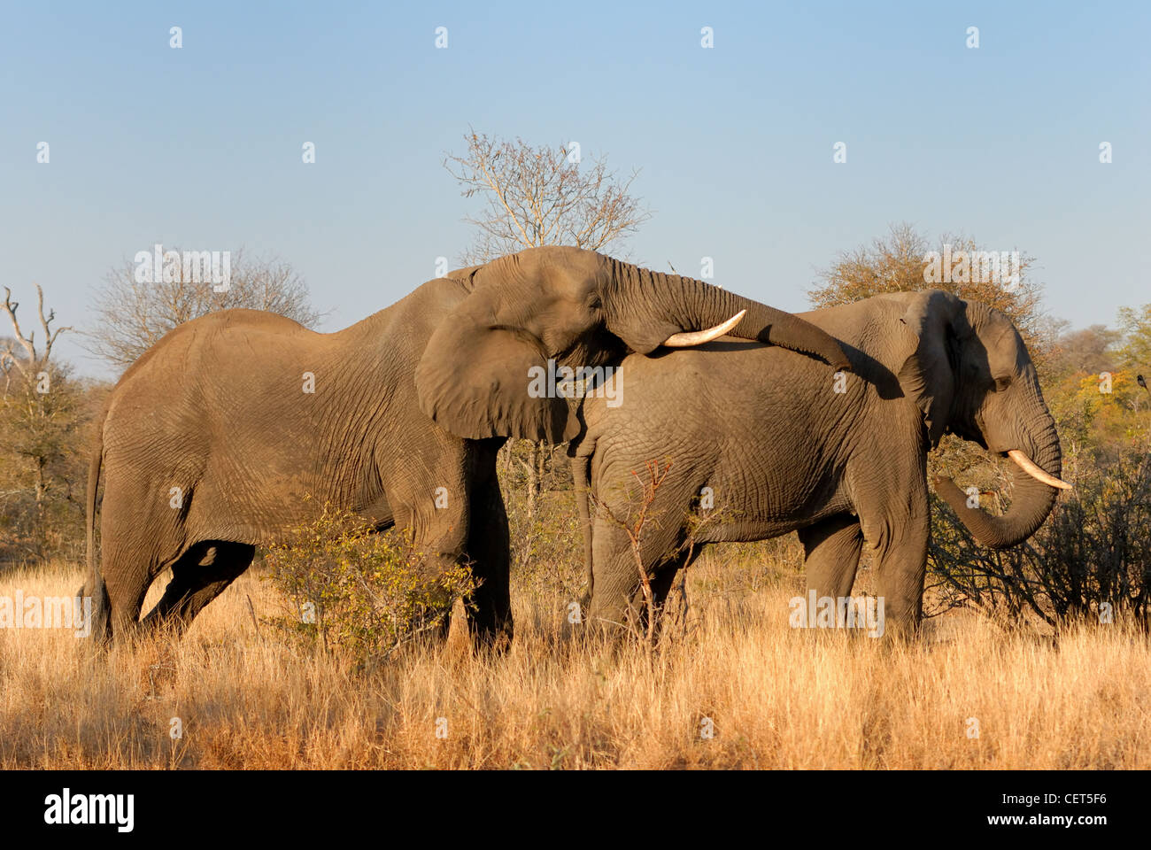 Elephant tori socialmente interagire Foto Stock