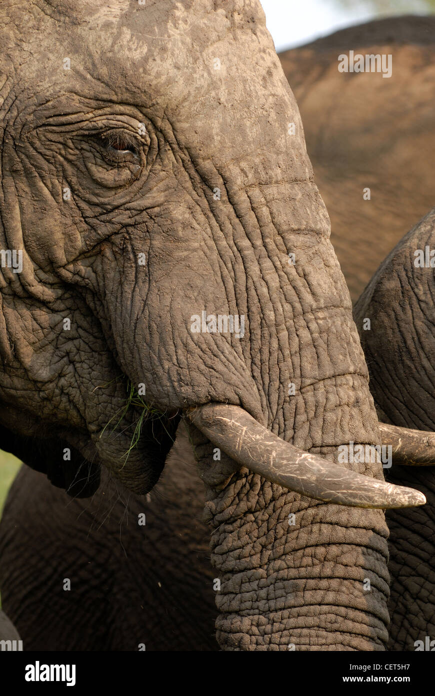 Profilo di elefante Foto Stock