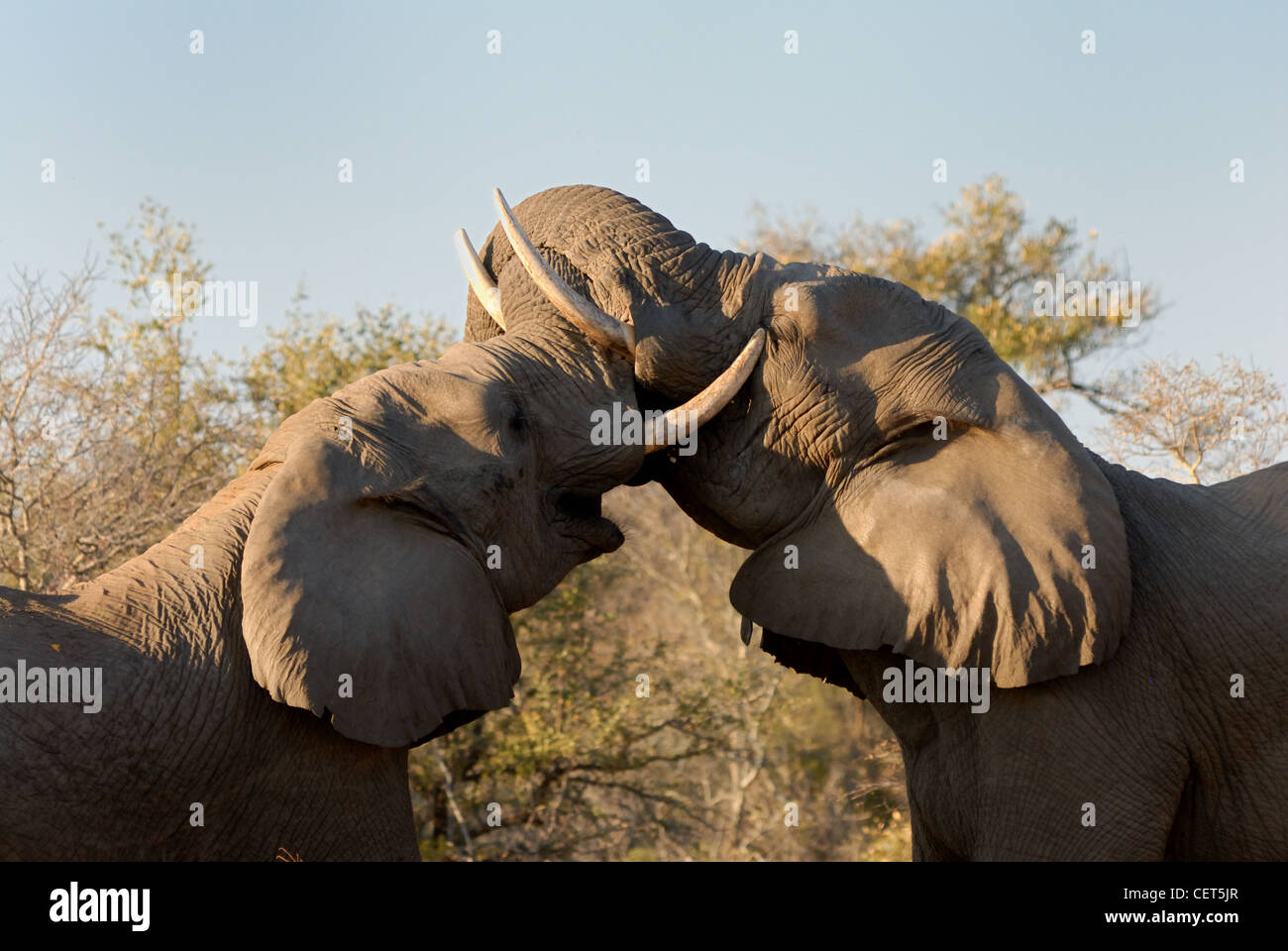 Elephant i tori di combattimento di gioco Foto Stock