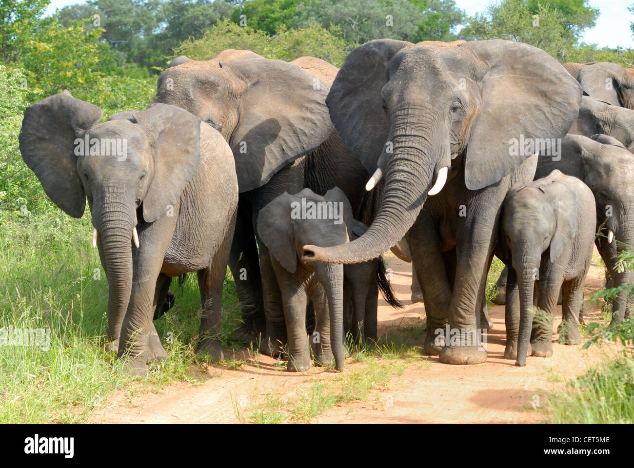 Alla mandria di elefanti africani Foto Stock