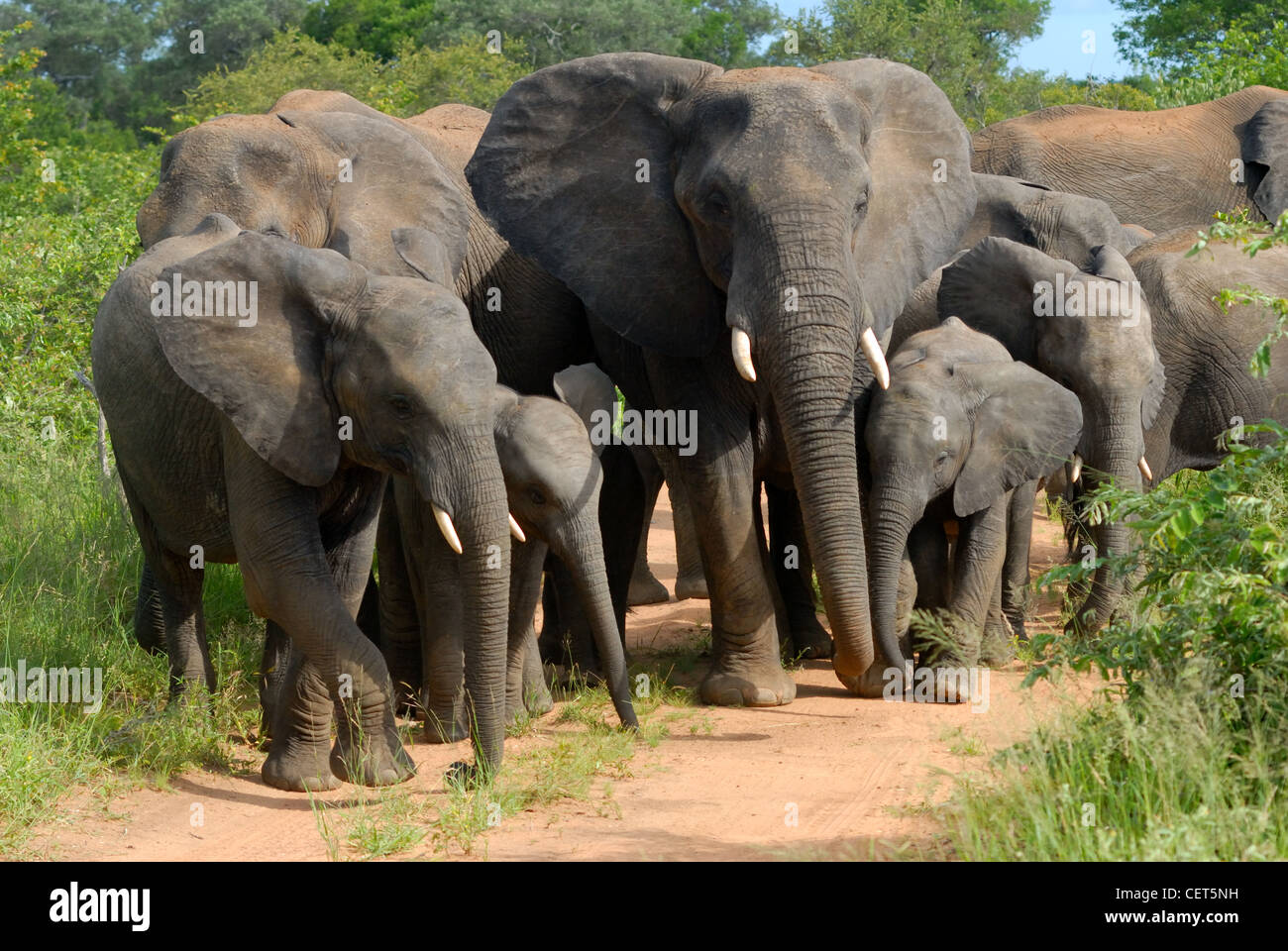 Allevamento di elefante africano Foto Stock