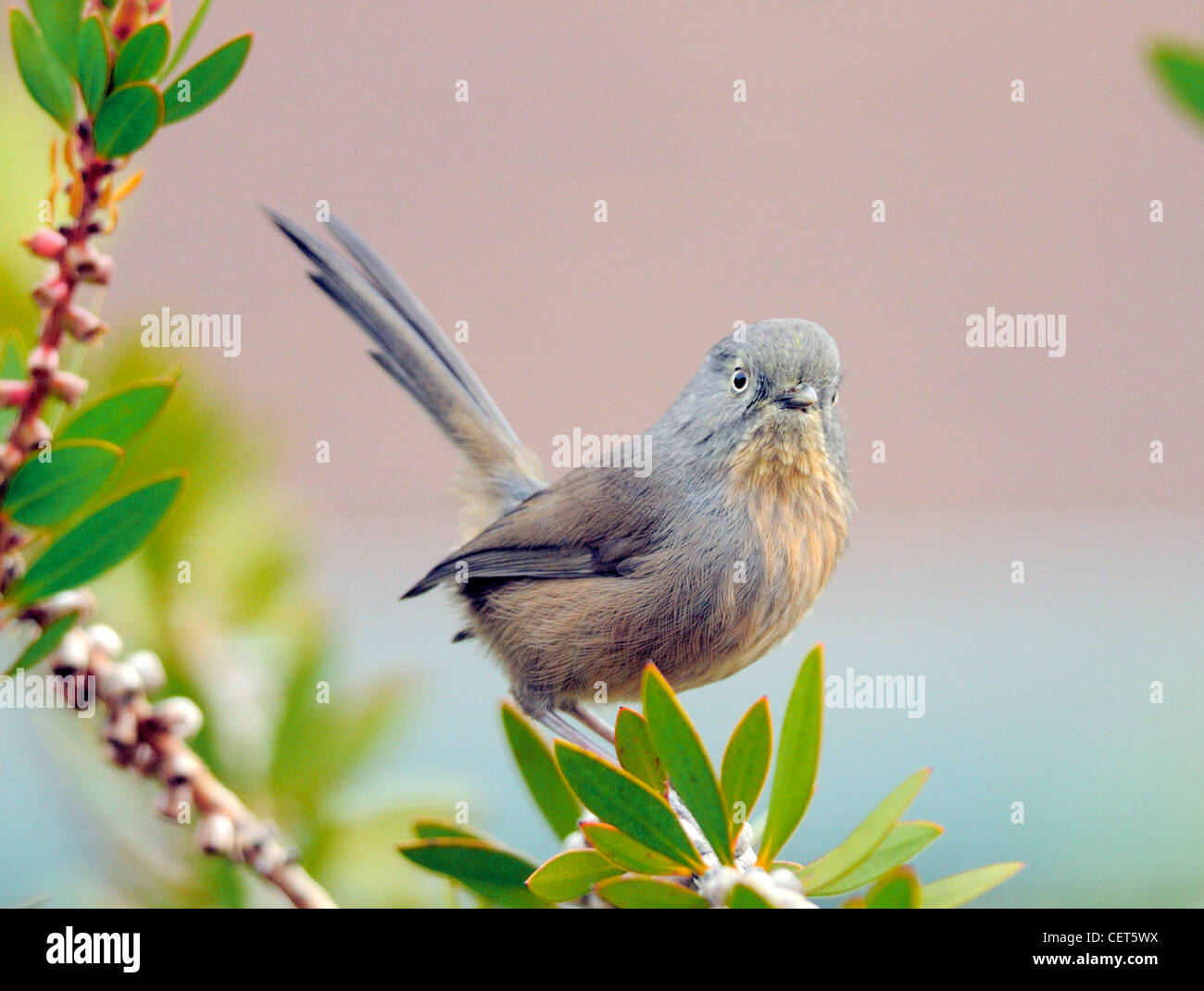 Wrentit - Chamaea fasciata-contro uno sfondo offuscato..UN uccello boscoso del Nord America, qui arroccato su un ramo. Foto Stock