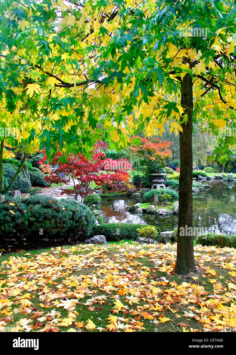 Colori autunnali sul display nel giardino di Kyoto in Holland Park. Foto Stock