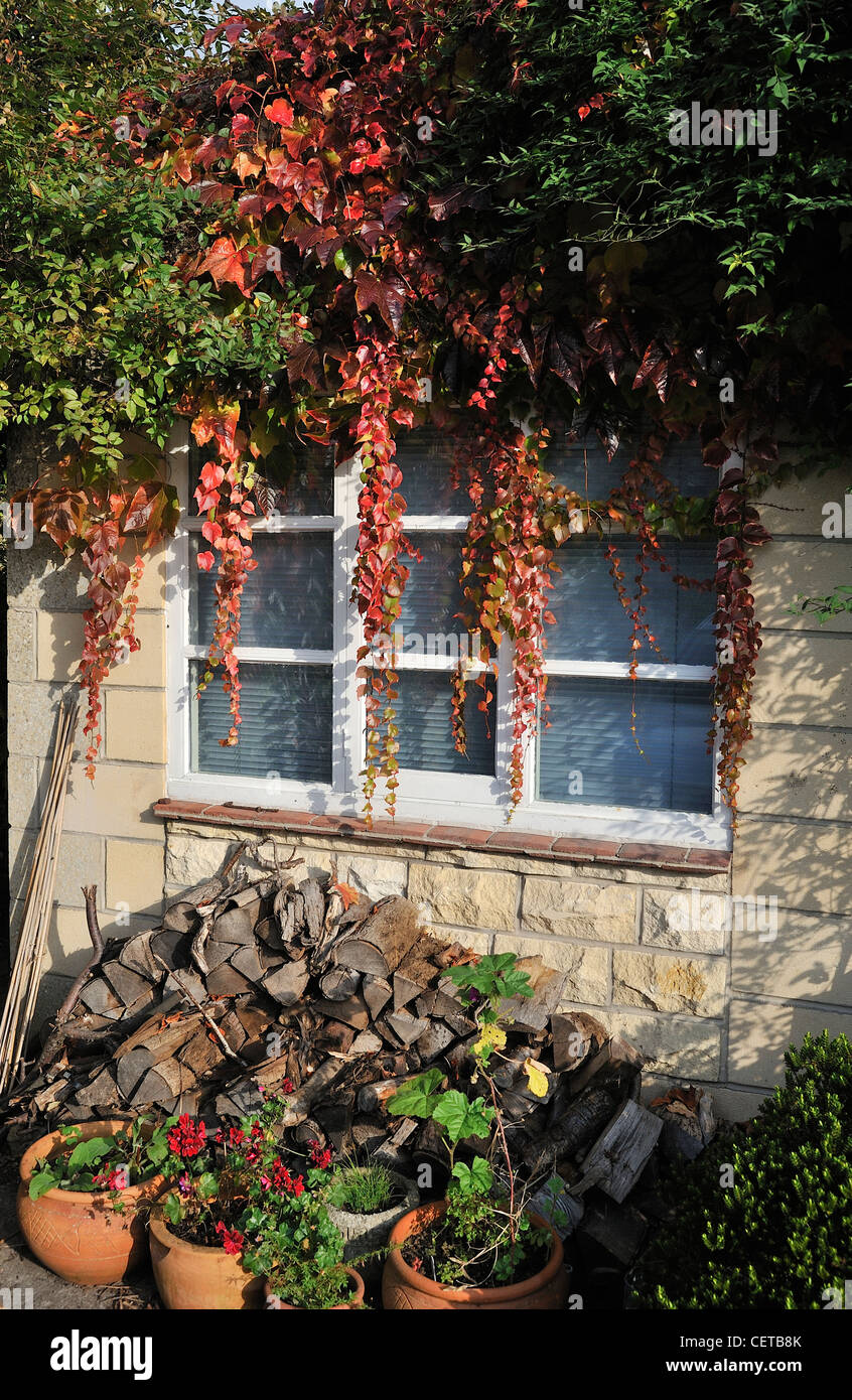 Vitis coignetiae crimson gloria vitigno su una casa in autunno Foto Stock