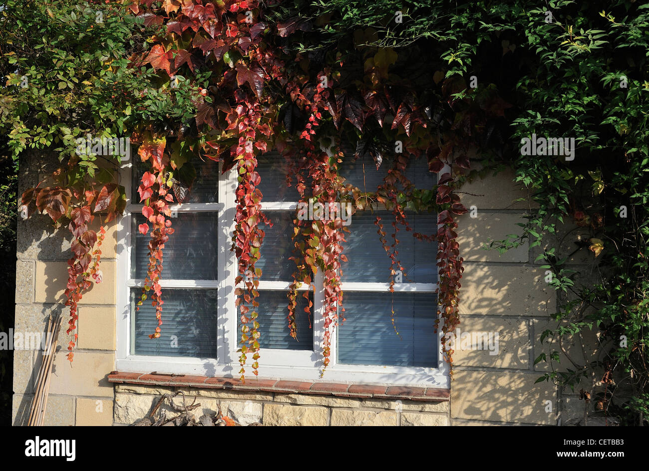 Vitis coignetiae crimson gloria vitigno Foto Stock