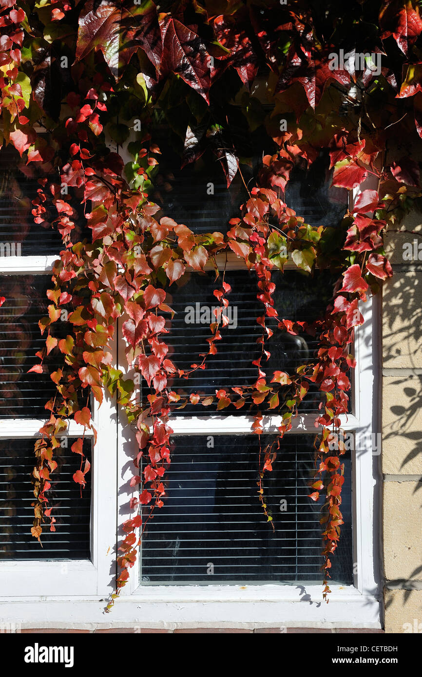 Vitis coignetiae crimson gloria vitigno Foto Stock
