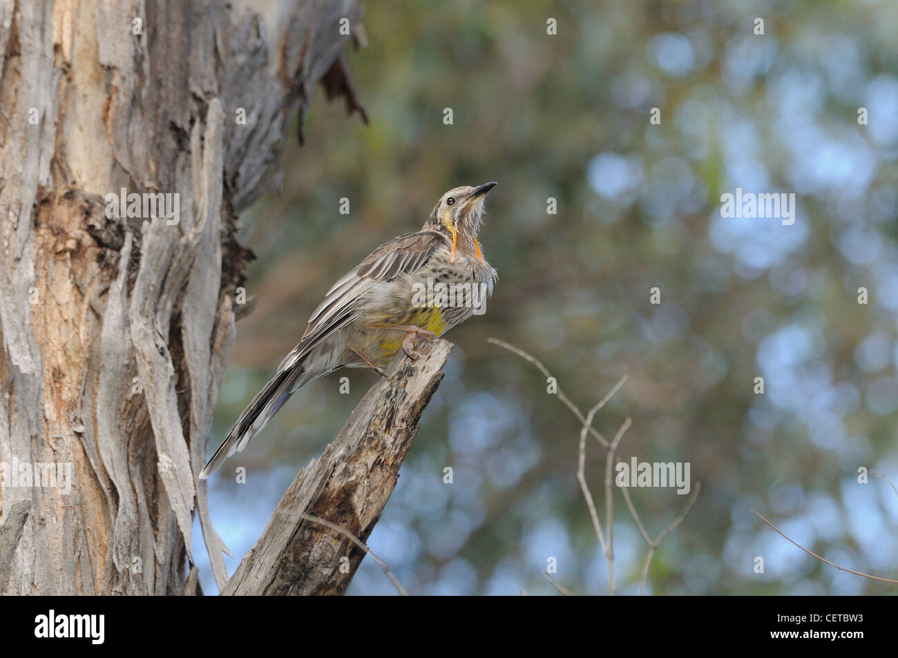 Giallo Anthochaera Wattlebird paradoxa endemica della Tasmania fotografato in Tasmania, Australia Foto Stock