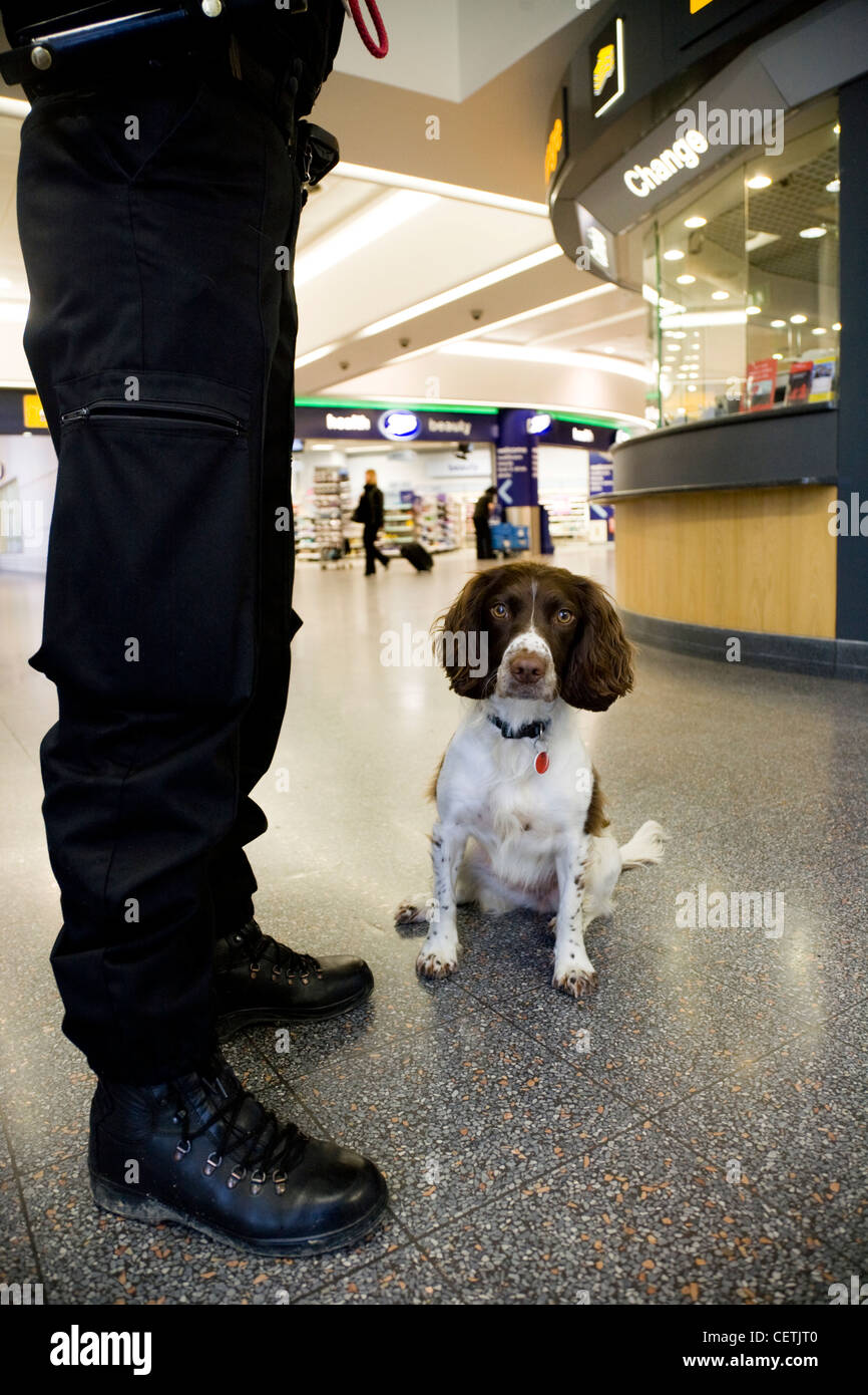 Funzionario di polizia / poliziotto / polizia uomo con sniffer cane (farmaco Farmaci / / / esplosivi esplosivi / bomba / bombe) aeroporto di Gatwick. Foto Stock