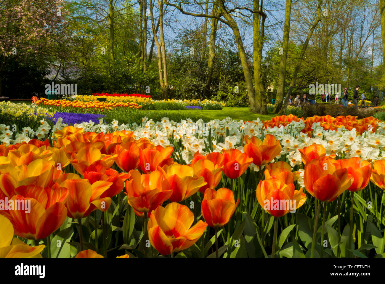 Molti colori di tulipani in giardini Keukenhof Lisse Holland Olanda UE Europa Foto Stock