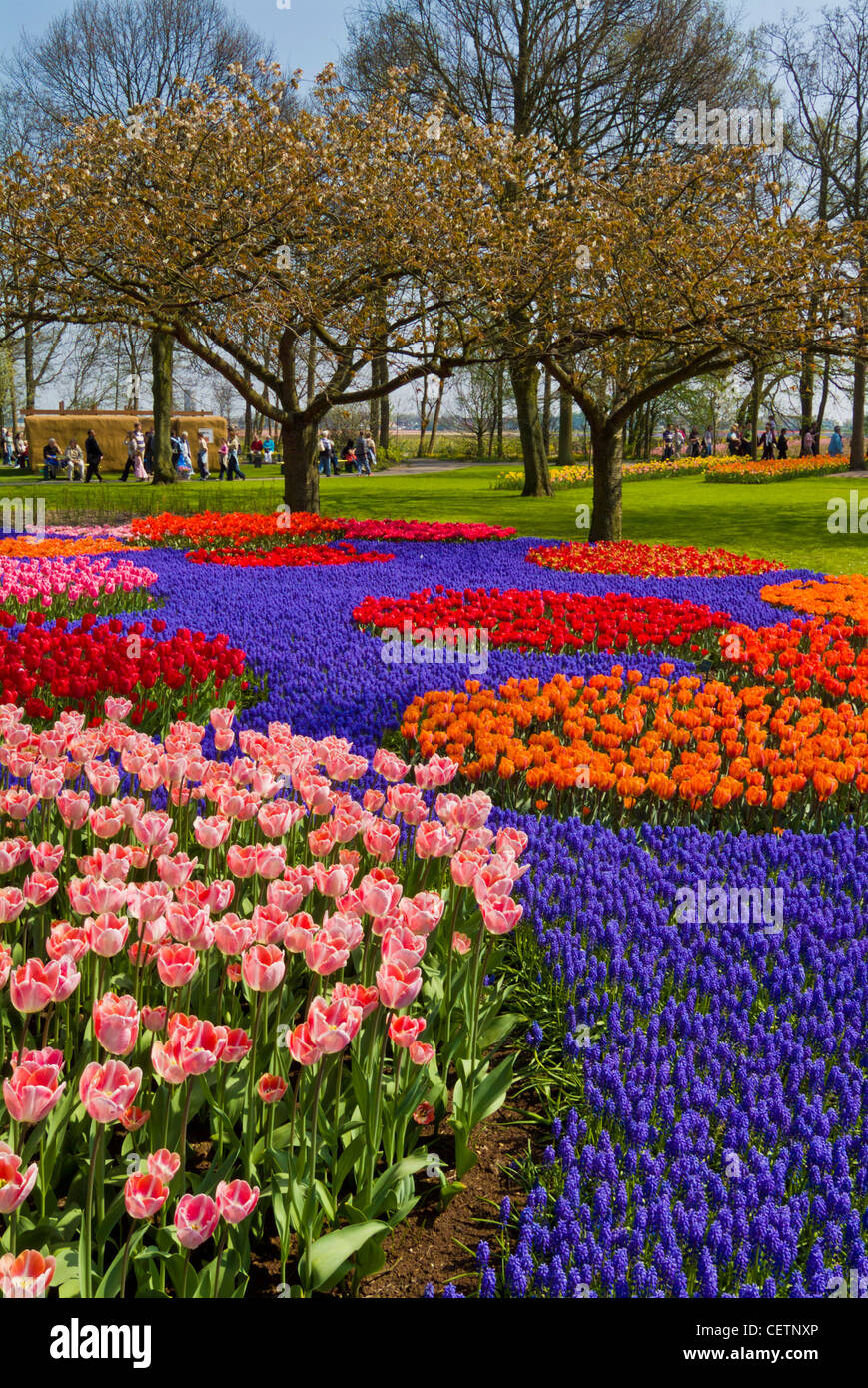 Molti colori di tulipani in giardini Keukenhof Lisse Holland Olanda UE Europa Foto Stock
