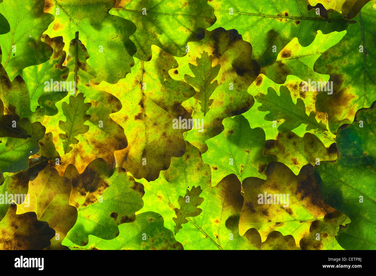 La disposizione delle foglie di quercia retroilluminazione Foto Stock