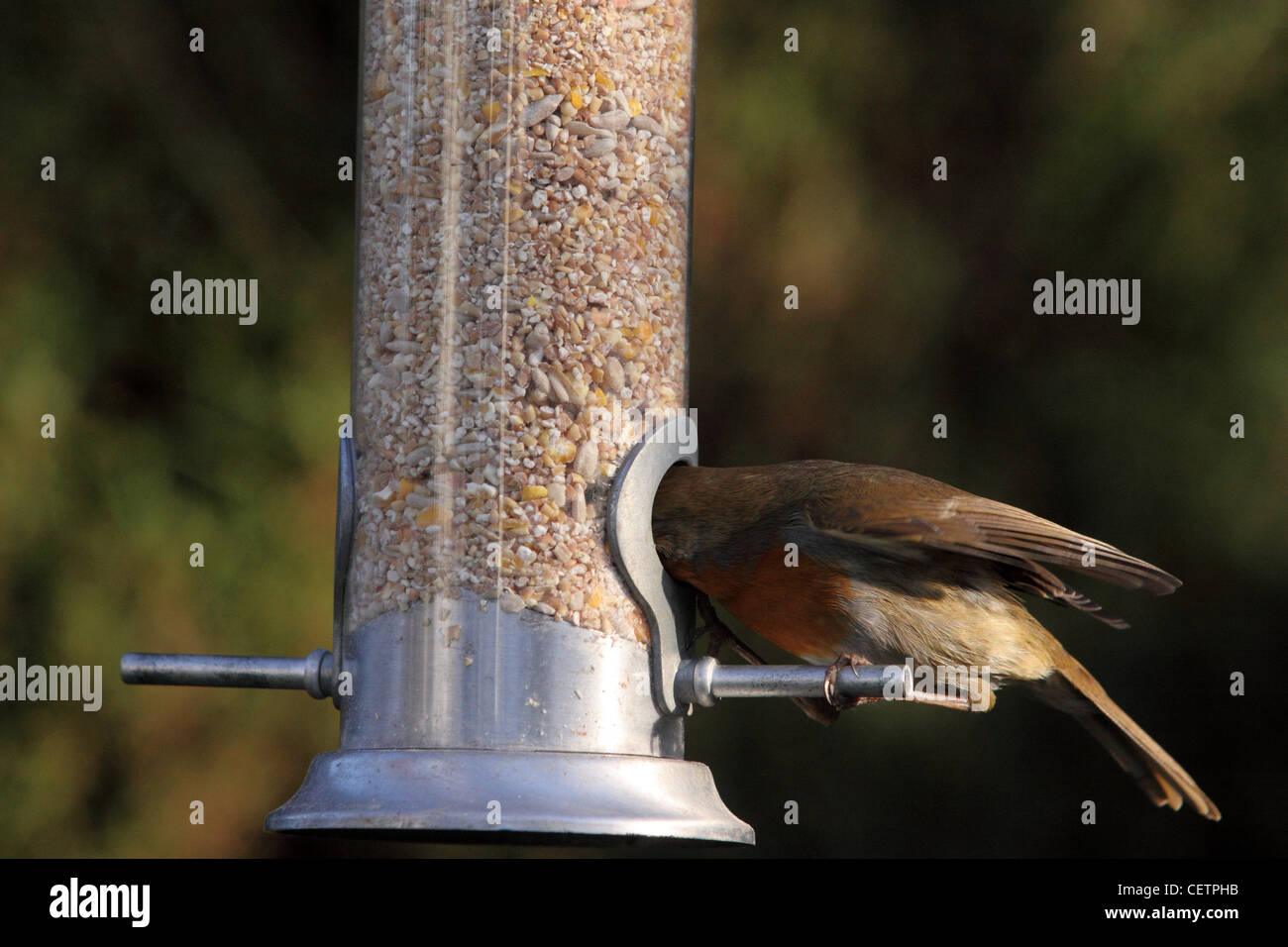Un robin bird con tutta la sua testa dentro un giardino alimentatore di sementi Foto Stock