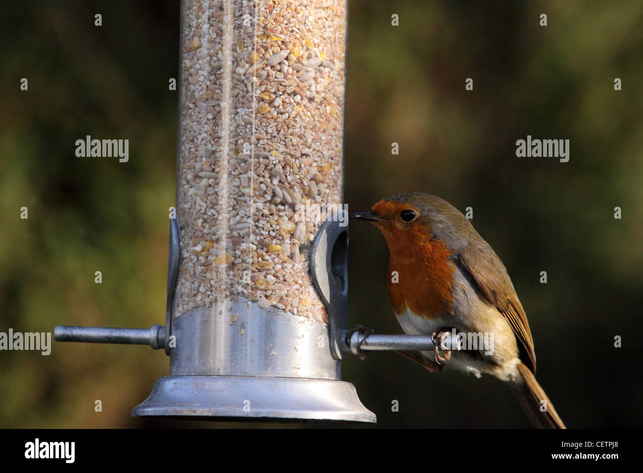 Un robin bird su un giardino alimentatore di sementi Foto Stock
