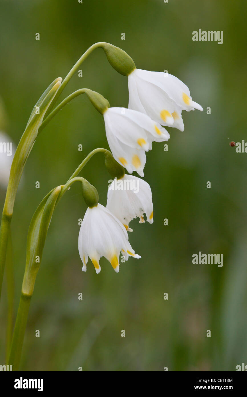 Frühlingsknotenblume Foto Stock