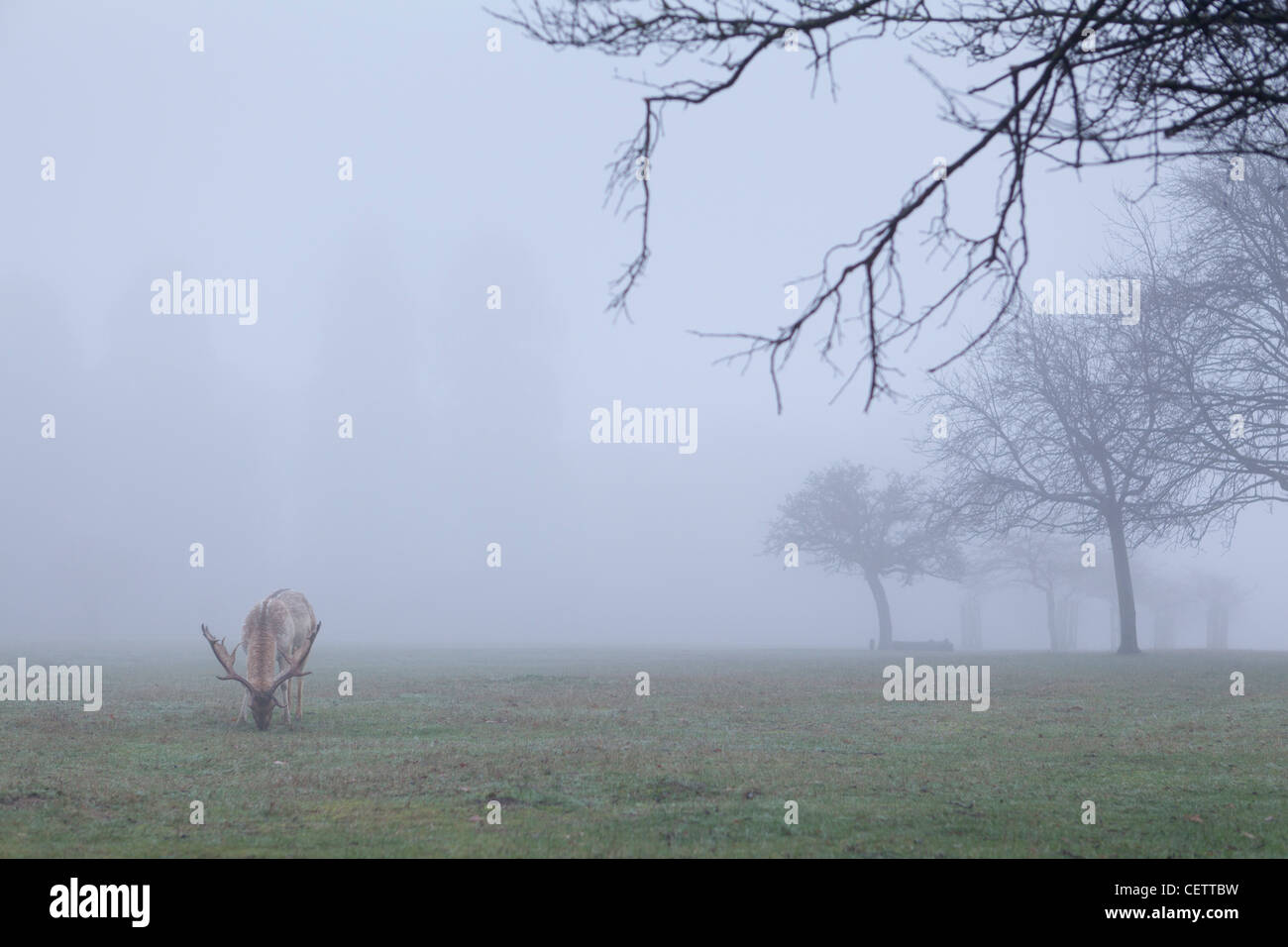 Deer ,Richmond Park,Surrey, Inghilterra Foto Stock