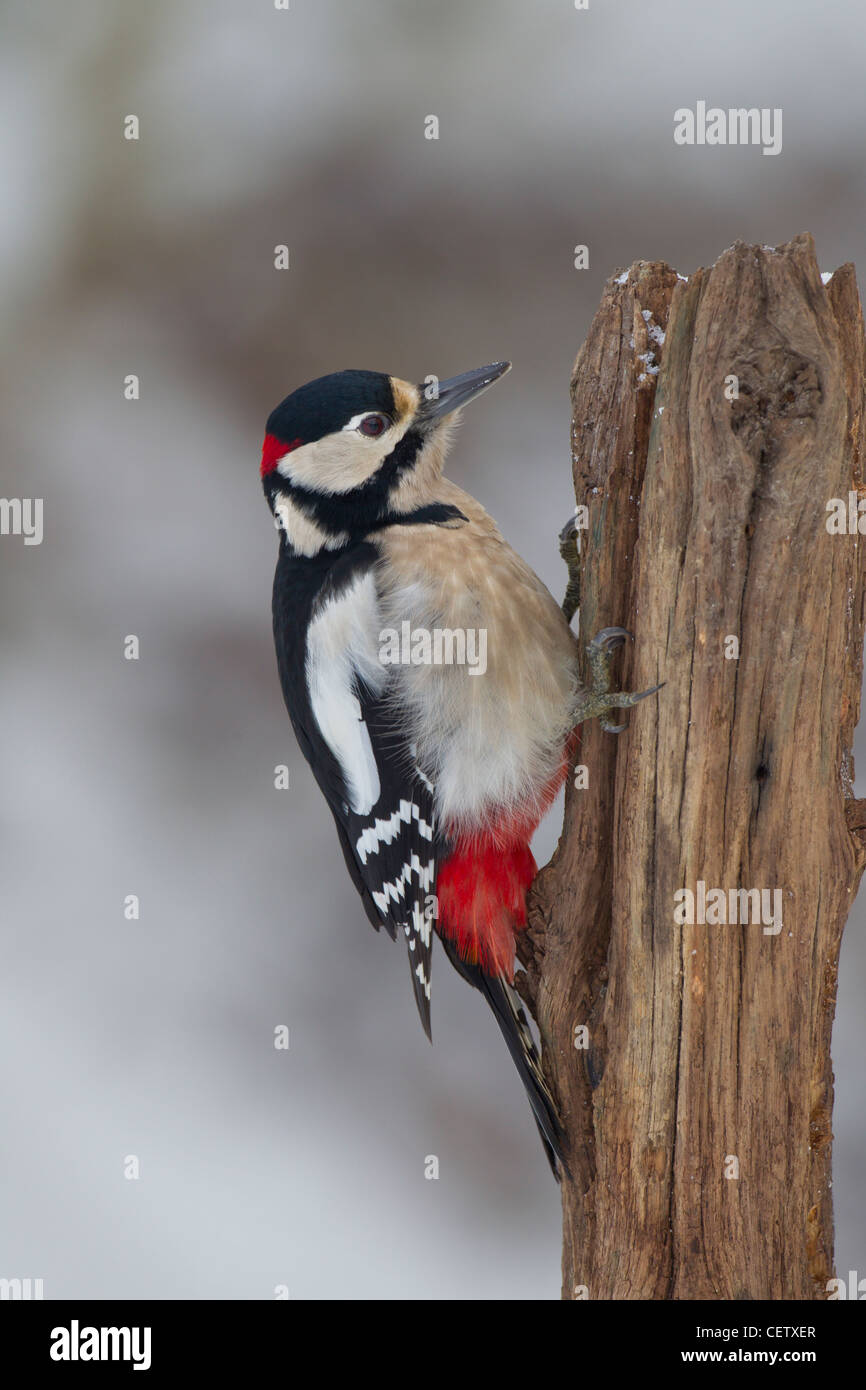 Buntspecht Foto Stock