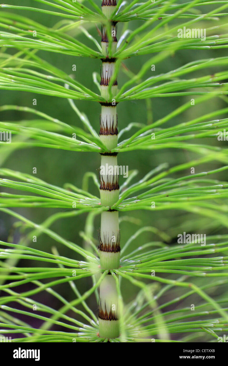 Green Equiseto, Equiseto struttura impianto di simmetria Foto Stock