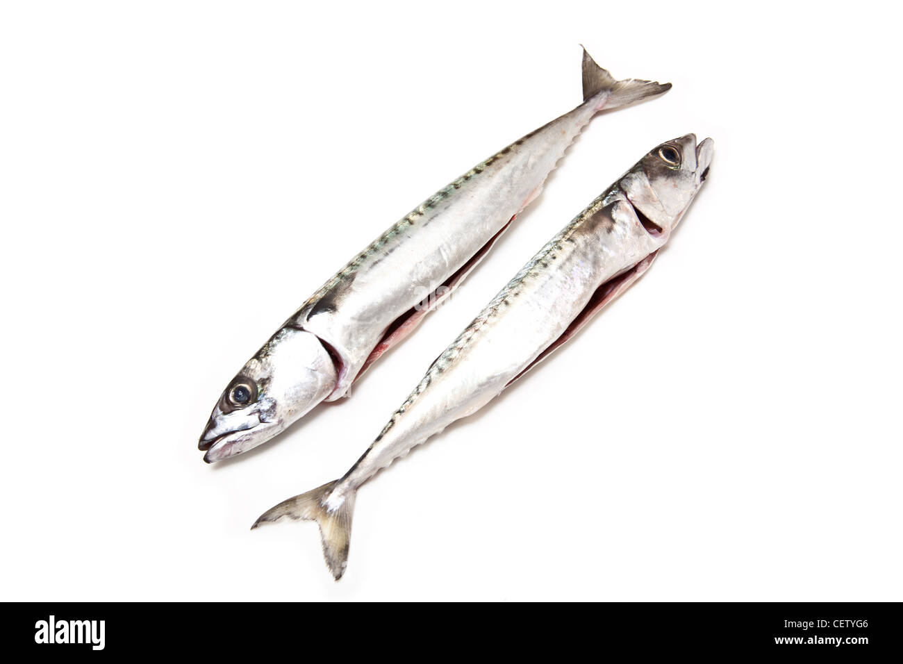Coppia di fresco pesce sgombro isolato su un bianco di sfondo per studio. Foto Stock
