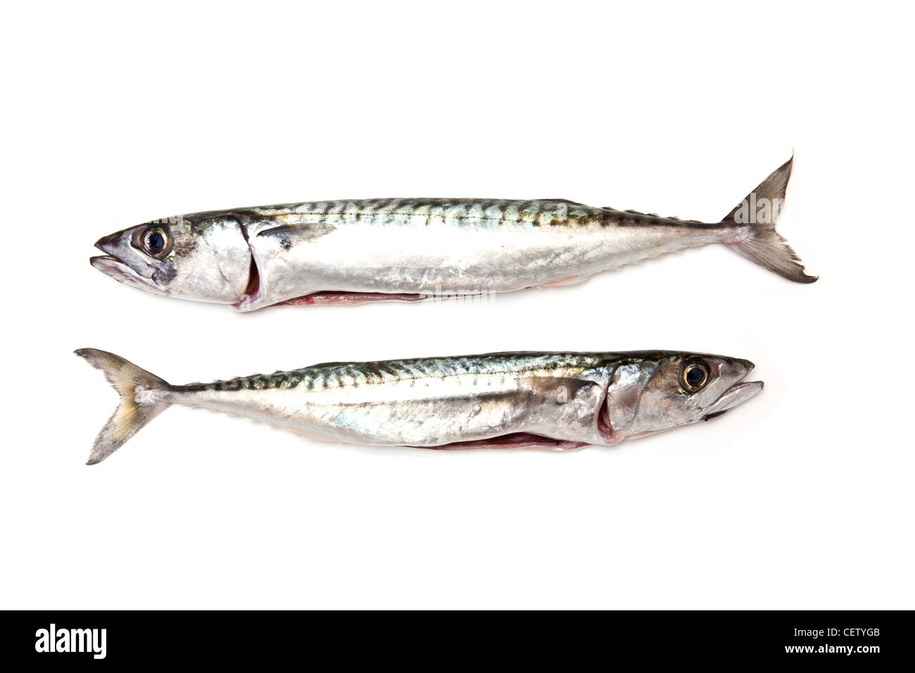 Coppia di fresco pesce sgombro isolato su un bianco di sfondo per studio. Foto Stock