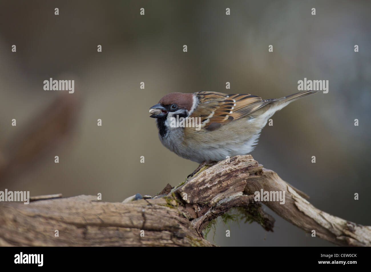 Eurasian Tree Sparrow Feldsperling Passer montanus Foto Stock