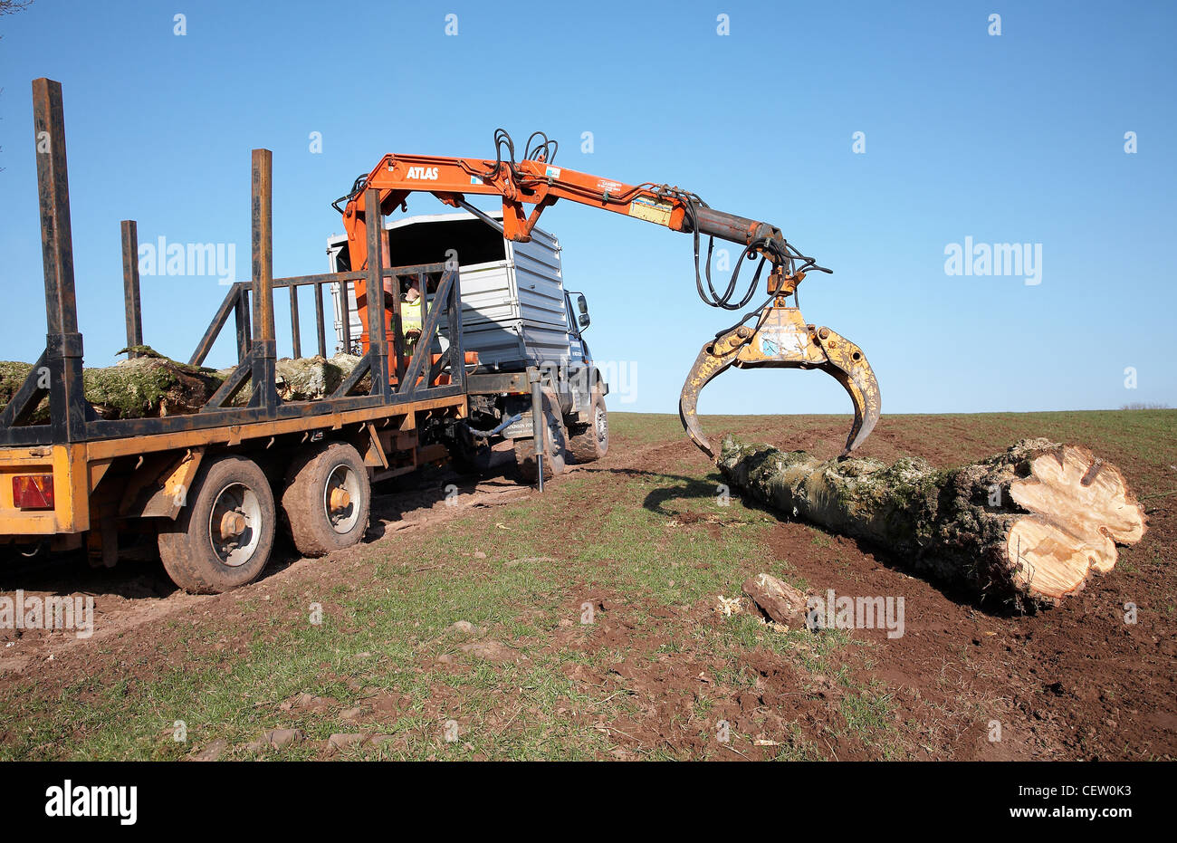 L'agricoltore nel Galles del Sud, il caricamento di un pianale con alberi che erano stati abbattuti in una tempesta utilizzando una meccanica a molletta. Foto Stock