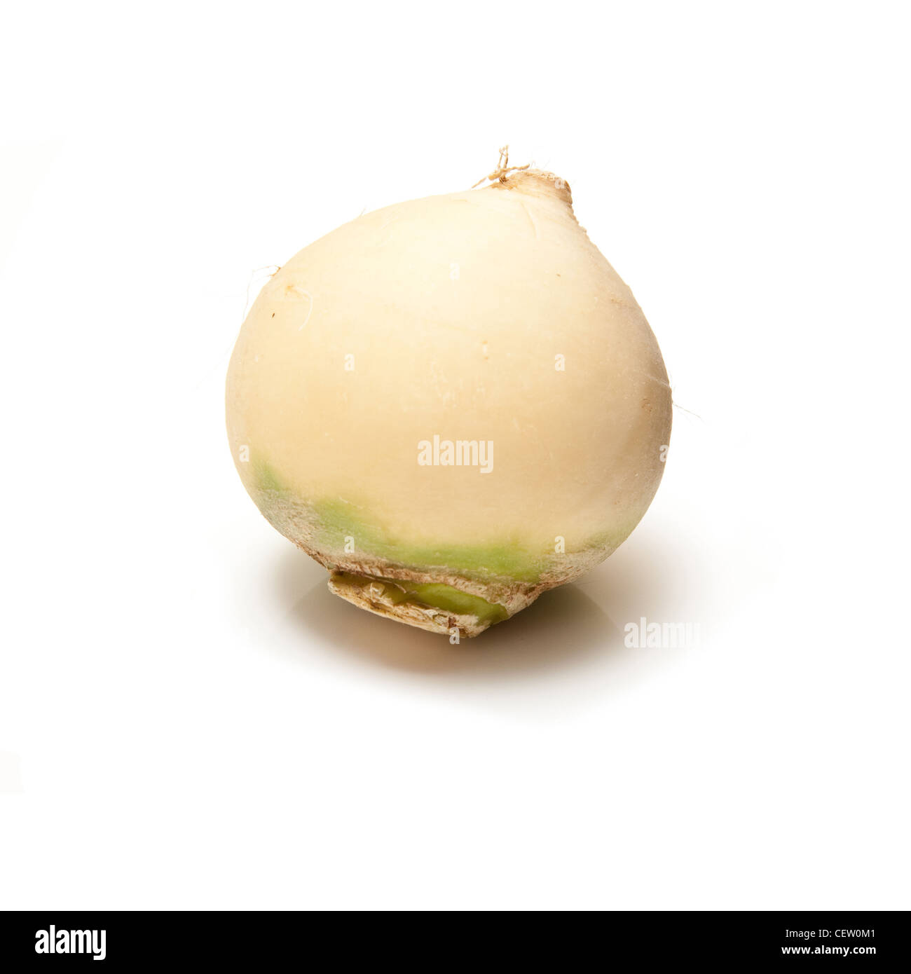 La rapa isolato su un bianco di sfondo per studio. Foto Stock
