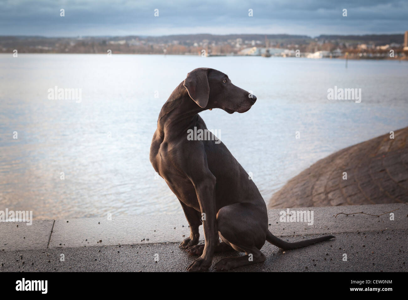 Weimaraner Voerstehhund Foto Stock