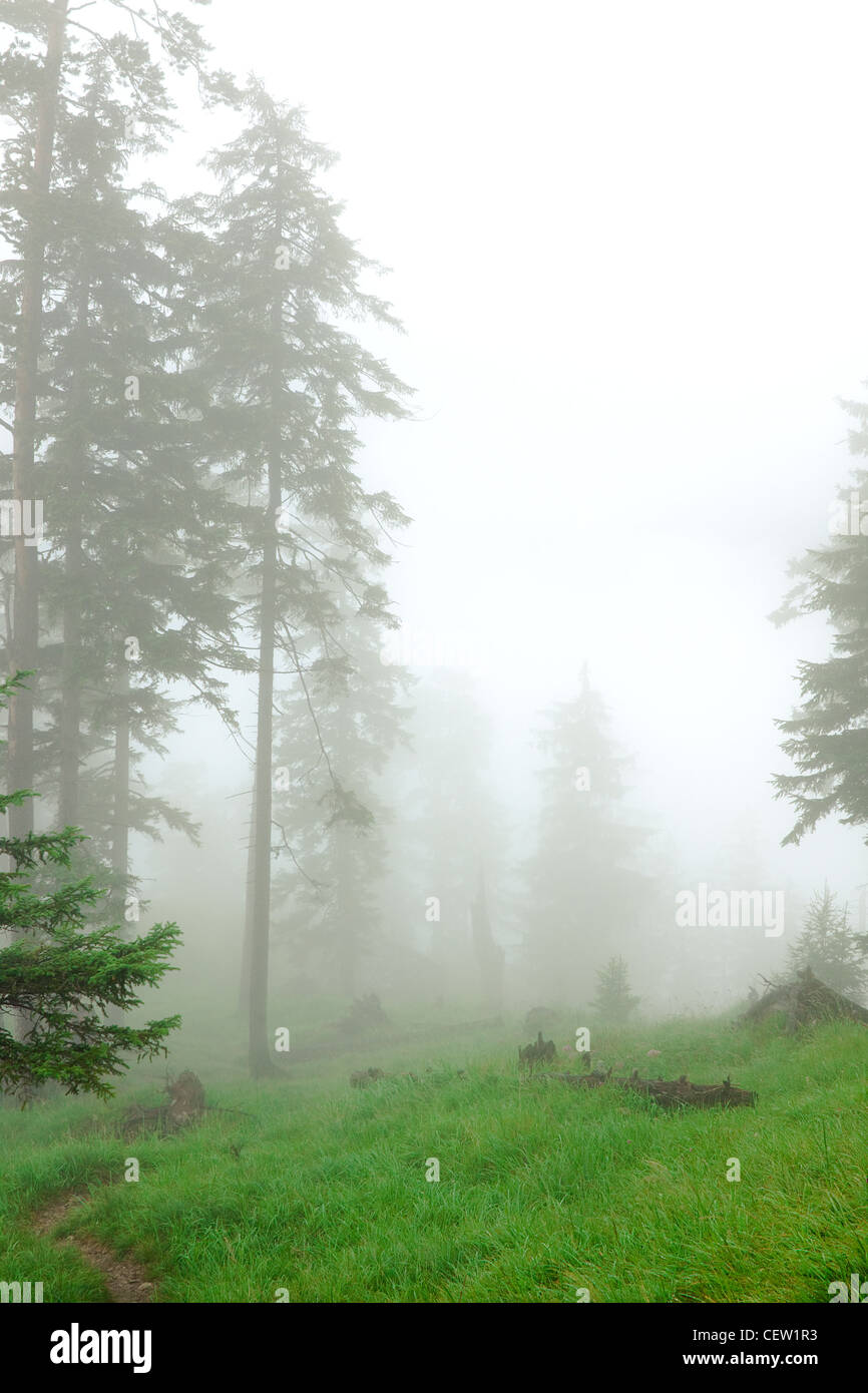 Piccolo sentiero nella foresta coperta con profondo nebbia Foto Stock