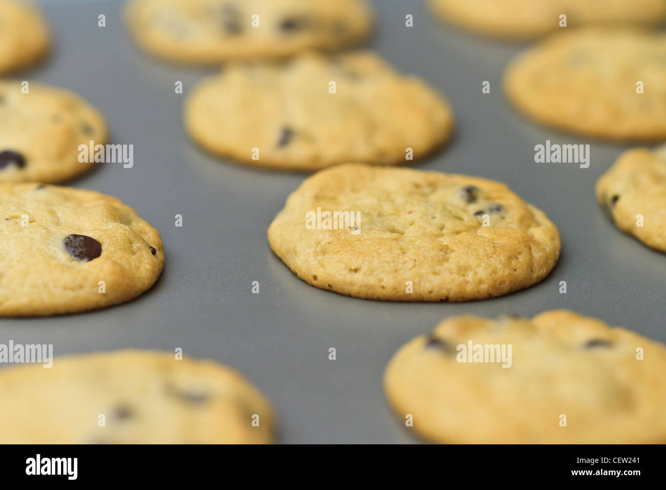 I biscotti al cioccolato appena sfornato Foto Stock
