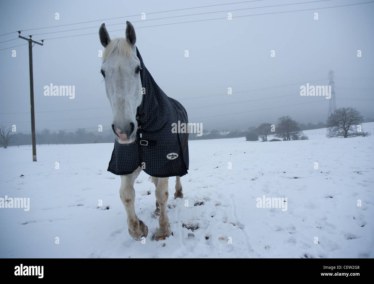 Un cavallo grigio che indossa un tappeto invernale durante i mesi invernali Foto Stock