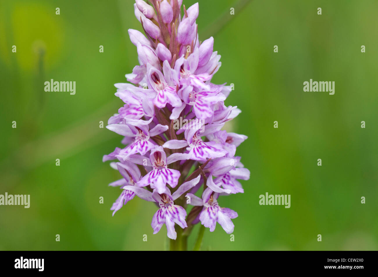 Common Spotted orchidea Dactylorhiza fuchsii Bentley Prato stazione Hampshire REGNO UNITO Foto Stock