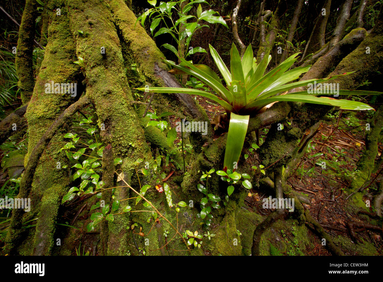 Cloud Forest con bromeliad, Costa Rica Foto Stock