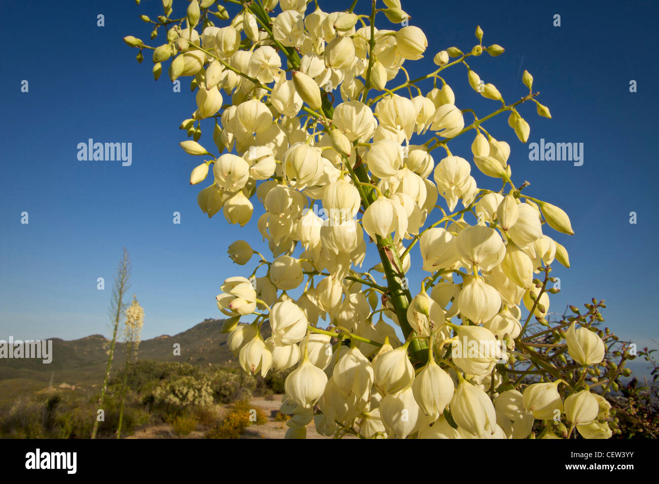 Yucca che fiorisce in chaparral a cresta di Castro, Santa Monica Mountains National Recreation Area Foto Stock