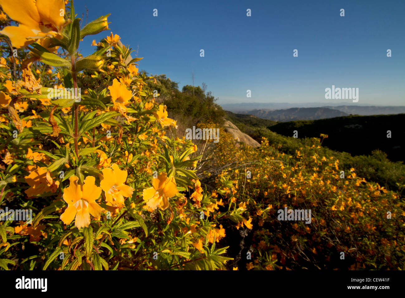 Monkeyflower, chaparral, cresta di Castro, Santa Monica Mountains National Recreation Area Foto Stock