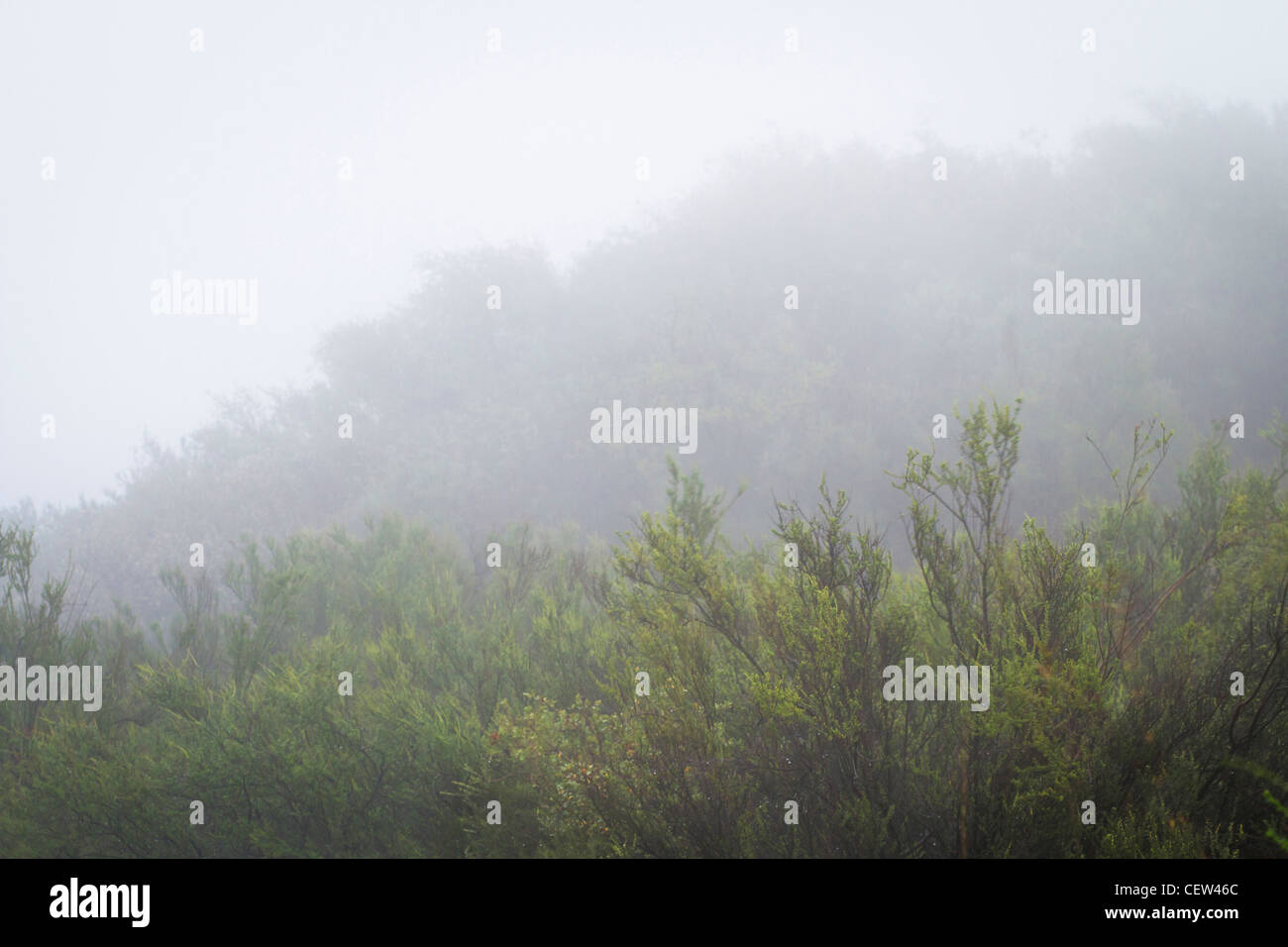 Pioggia in chaparral, Santa Monica Mountains National Recreation Area, California Foto Stock