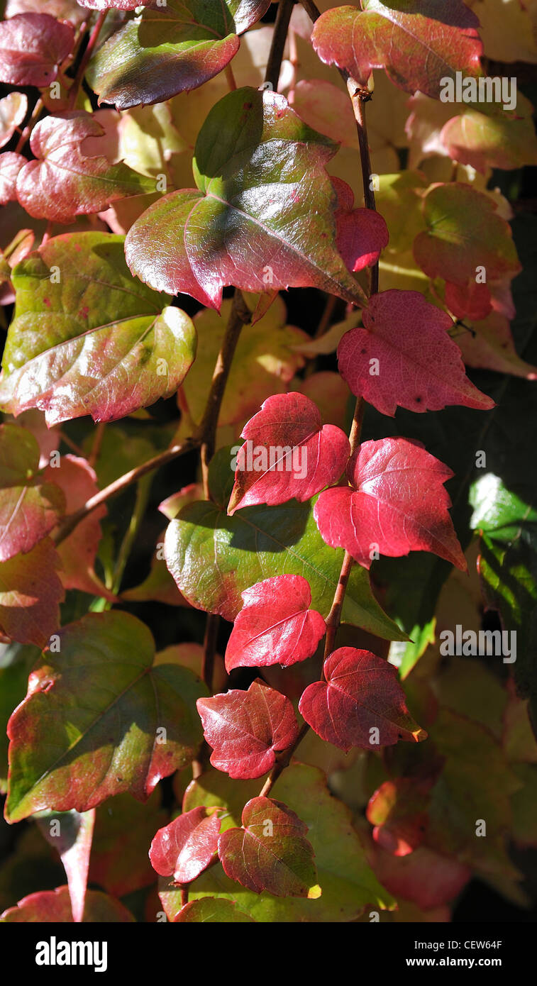 Vitis coignetiae crimson gloria vitigno Foto Stock