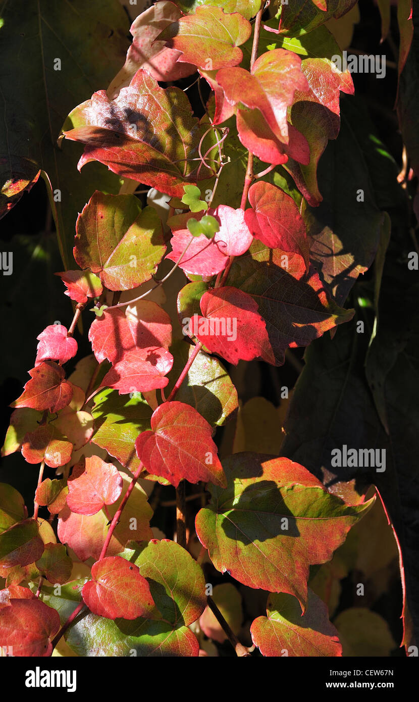 Vitis coignetiae crimson gloria vitigno Foto Stock