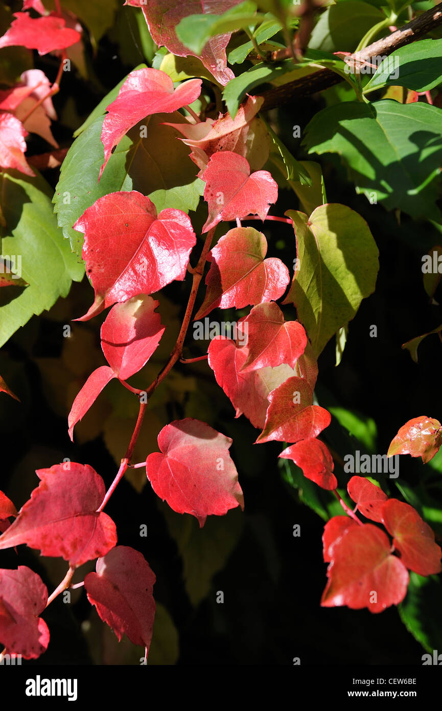 Vitis coignetiae crimson gloria vitigno Foto Stock