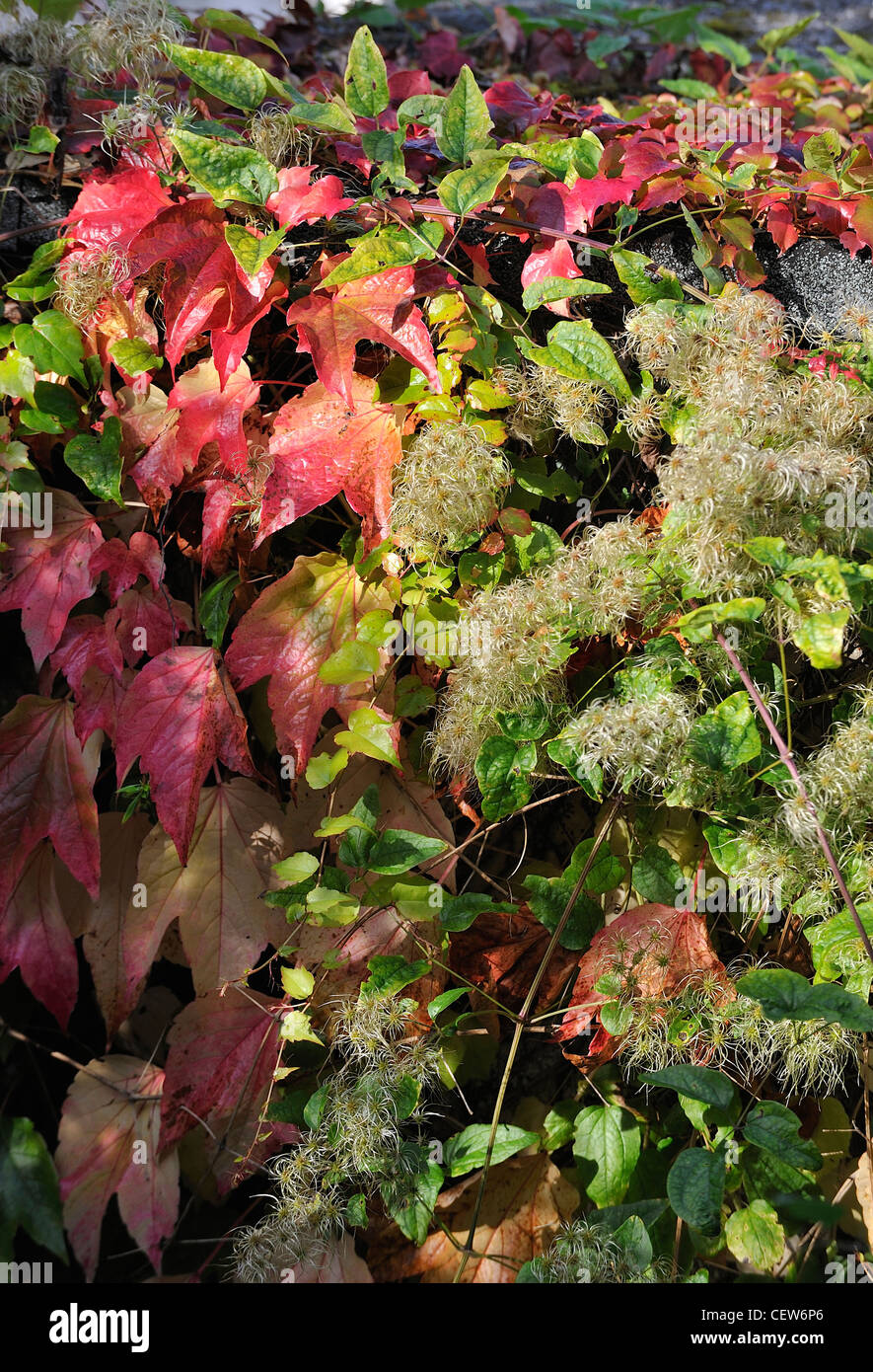 Vitis coignetiae crimson gloria vitigno e uomo vecchio con la barba clematide selvatica Foto Stock