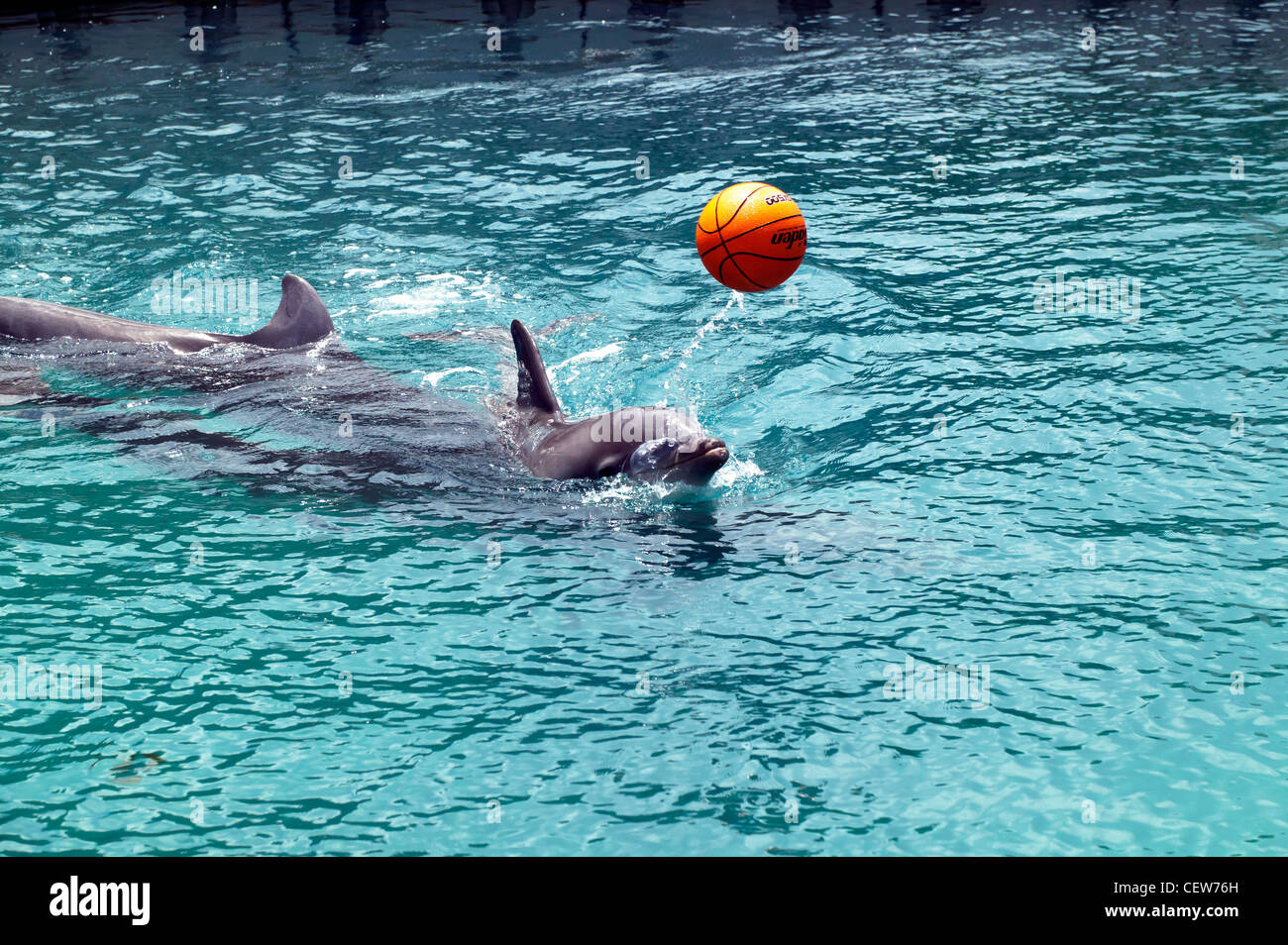 Dolphin giocando con una palla alla ricerca di delfini, Darsena, Bermuda Foto Stock