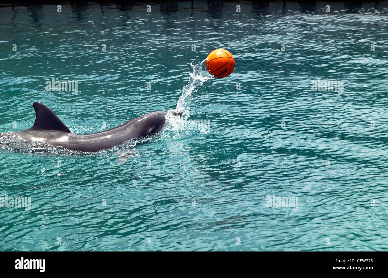 Dolphin giocando con una palla alla ricerca di delfini, Darsena, Bermuda Foto Stock