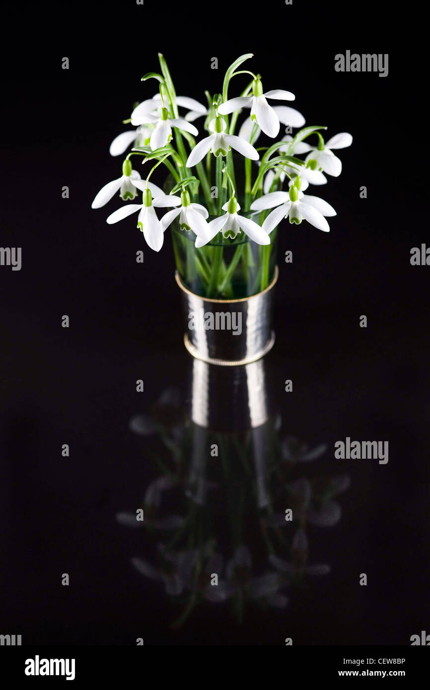 Galanthus nivalis. Snowdrops in un vaso di vetro riflessa su uno sfondo nero. Foto Stock